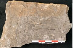 Foto (Detailansicht) von Voltzia heterophylla Brongniart (NHMW-GEO-2024-0188-11128)